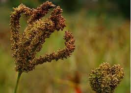 Establishment of an Efficient Protocol for Micropropagation of an Important Food Crop Finger Millet (Eleusine coracana) in Jharkhand Condition