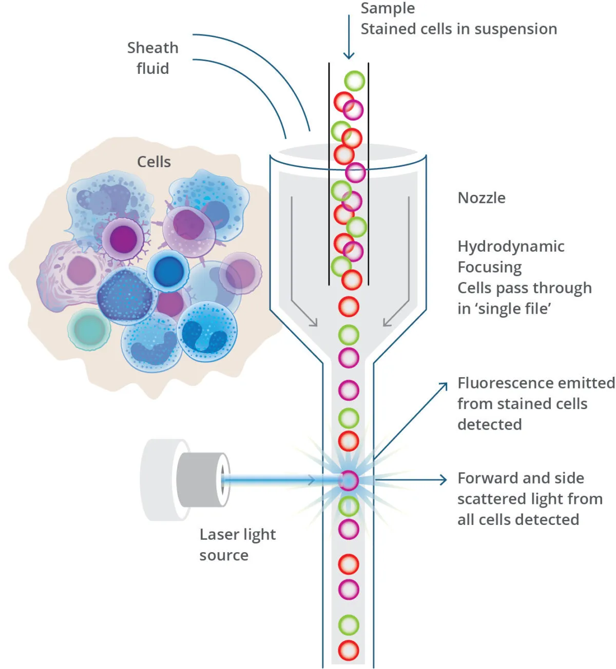 Flow Cytometric Expression of CD4 and CD8 in COVID-19 Vaccinated People in Baghdad City