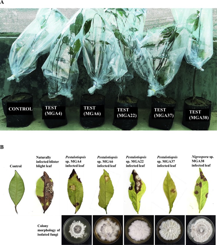 Collection, Isolation, Screening of Foliar Diseased Tea Plants Grown at Different Locations